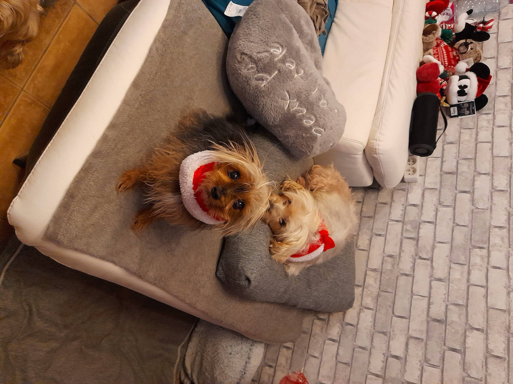 Diego participe au concours pour gagner de l'argent avec cette photo : carmine, carnivore, cat, comfort, companion_dog, felidae, floor, flooring, fur, hardwood, human_leg, orange, sidewalk, small_to_medium_sized_cats, stuffed_toy, tail, textile, toy, whiskers, wood