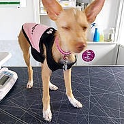 Blondie participe au concours pour gagner de l'argent avec cette photo : dog, puppy, canine, standing, pointy_ears, short_hair, tan_fur, white_paws, pink_outfit, black_harness, collar, bell, tag, veterinary_clinic, examination_table, medical_equipment, indoor, shelving, winking, pet