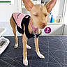 bell, black_harness, canine, collar, dog, examination_table, indoor, medical_equipment, pet, pink_outfit, pointy_ears, puppy, shelving, short_hair, standing, tag, tan_fur, veterinary_clinic, white_paws, winking