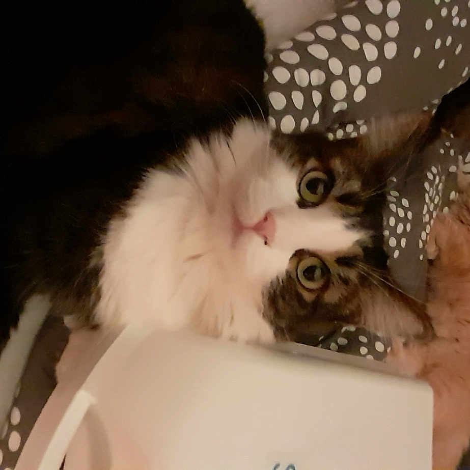 Frimousse