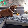 dog, couch, tennis_ball, blanket, indoor, brick_wall, colorful_lights, pet, brown_dog, white_paws, relaxed, cozy, lamp, wood_floor, furniture, living_room, looking_back, playing, home, casual