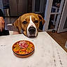 dog, food, bowl, table, kitchen, marble, orange_slices, meat, pet, indoor, person, floor, refrigerator, door, hand, tile_floor, curious, resting_chin, brown_dog, white_markings