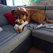 Tyson a rejoint le concours — aidez-le/la à gagner de superbes lots !