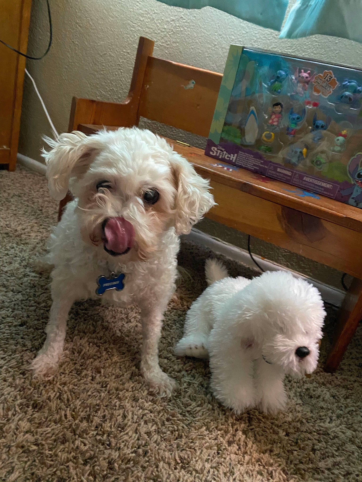 Precious joined the competition — help win amazing prizes! canidae, carnivore, companion_dog, dog, dog_breed, dog_collar, fur, glasses, labradoodle, maltepoo, picture_frame, poodle, small_terrier, snout, sporting_group, sunglasses, terrier, toy_dog, water_dog, working_animal