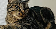 Wendy a rejoint le concours — aidez-le/la à gagner de superbes lots ! cat, tabby_cat, feline, pet, animal, whiskers, ears, green_eyes, striped_fur, brown_fur, black_fur, lying_down, lounging, portrait, close_up, indoor, cushion, dark_background, wall, relaxed