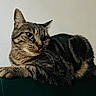 cat, tabby_cat, feline, pet, animal, whiskers, ears, green_eyes, striped_fur, brown_fur, black_fur, lying_down, lounging, portrait, close_up, indoor, cushion, dark_background, wall, relaxed