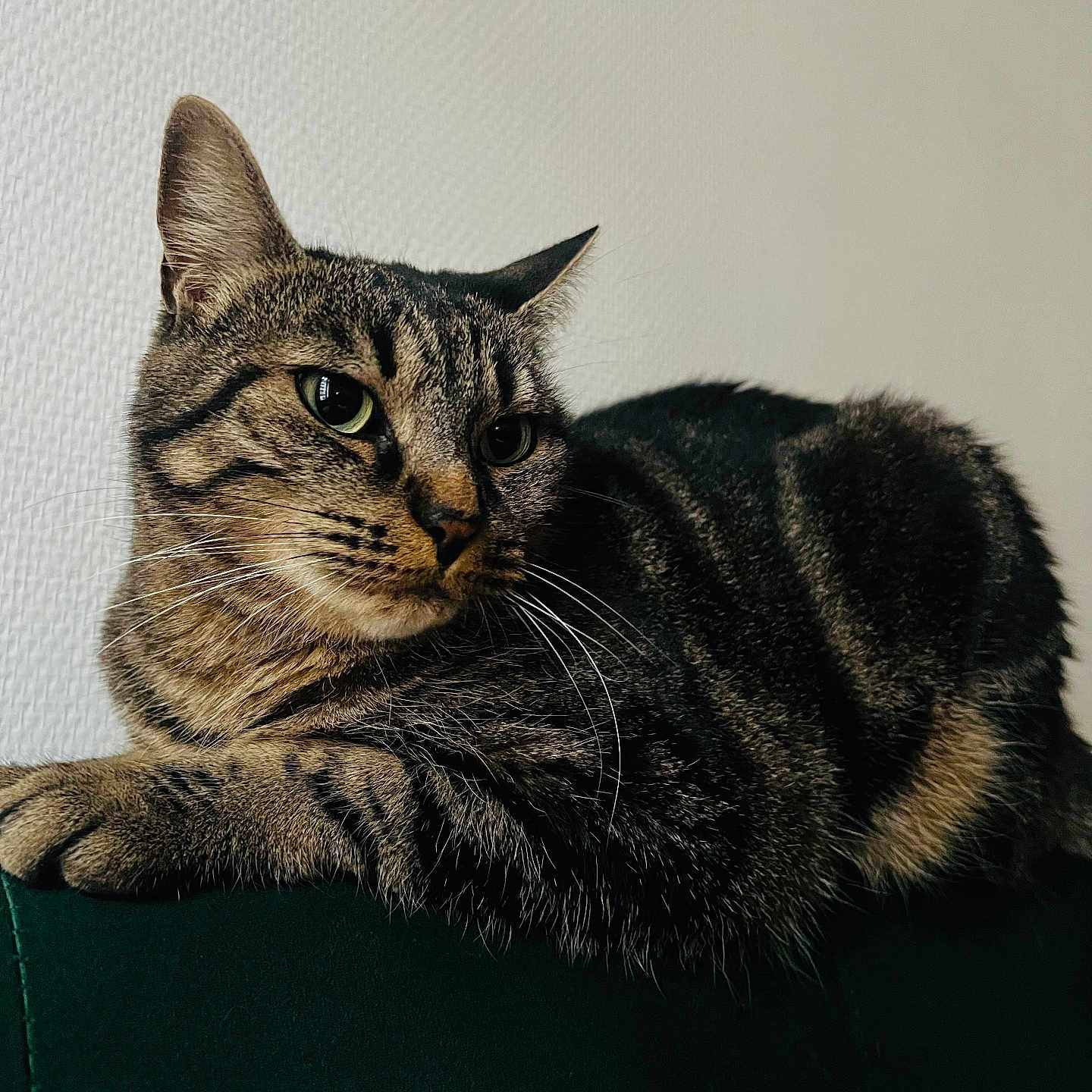 Wendy a rejoint le concours — aidez-le/la à gagner de superbes lots ! cat, tabby_cat, feline, pet, animal, whiskers, ears, green_eyes, striped_fur, brown_fur, black_fur, lying_down, lounging, portrait, close_up, indoor, cushion, dark_background, wall, relaxed
