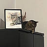 Wendy a rejoint le concours — aidez-le/la à gagner de superbes lots ! cat, tabby_cat, pet, animal, feline, portrait, framed_art, artwork, lookalike, cabinet, furniture, indoor, home_decor, wall, sitting, lying_down, striped_fur, ears, whiskers, still_life