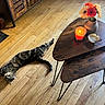 cat, tabby_cat, pet, animal, lying_down, relaxed, indoor, living_room, wooden_floor, coffee_table, flowers, flower_vase, candle, coffee_cup, home_decor, furniture, warm_lighting, cozy, striped_fur, portrait