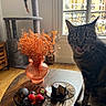 Wendy a rejoint le concours — aidez-le/la à gagner de superbes lots ! cat, tabby_cat, pet, animal, sitting, tongue_out, face, eyes, whiskers, fur, indoor, living_room, window, balcony, cat_tree, table, fruit, strawberries, plums, dessert