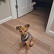 Ash joined the competition — help win amazing prizes! puppy, dog, canine, pet, sitting, blue_harness, brown_fur, floppy_ears, portrait, indoors, hallway, wood_floor, door, doorway, home, flooring, cute, looking_at_camera, animal, photography
