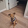 animal, blue_harness, brown_fur, canine, cute, dog, door, doorway, flooring, floppy_ears, hallway, home, indoors, looking_at_camera, pet, photography, portrait, puppy, sitting, wood_floor