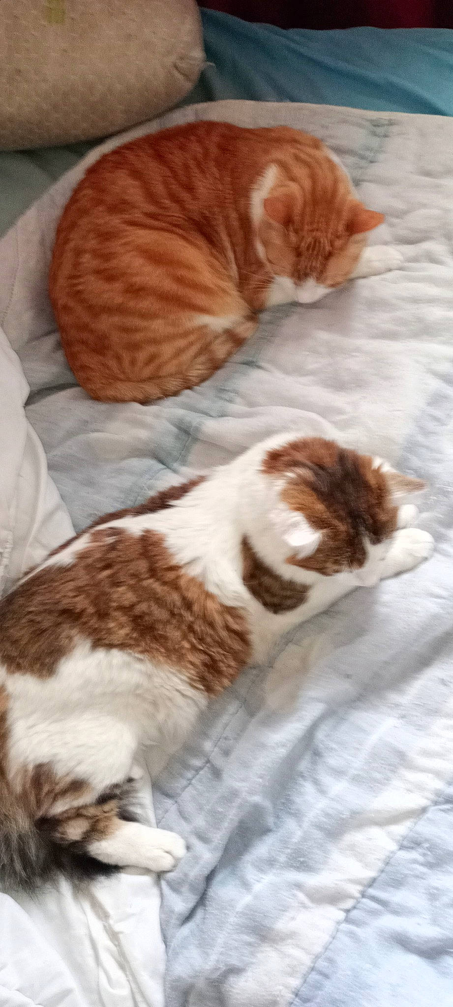 Yusuke participe au concours pour gagner de l'argent avec cette photo : carnivore, cat, cat_supply, claw, comfort, domestic_short_haired_cat, fawn, felidae, flooring, fur, nap, paw, small_to_medium_sized_cats, tail, terrestrial_animal, whiskers, wood