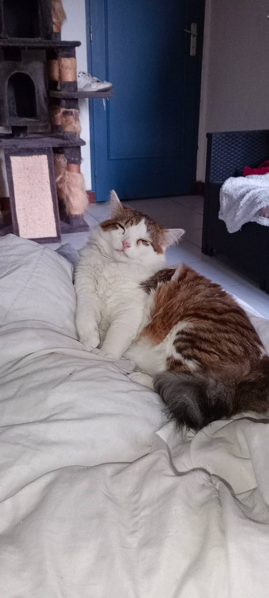 Yusuke a rejoint le concours — aidez-le/la à gagner de superbes lots ! bed, bedding, carnivore, cat, comfort, domestic_short_haired_cat, duvet, fawn, felidae, flooring, fur, hardwood, lap, linens, nap, room, small_to_medium_sized_cats, tail, whiskers, wood