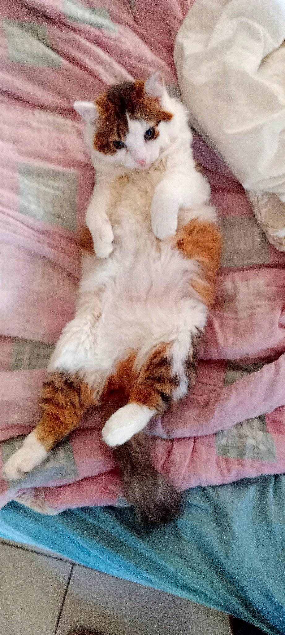 Yusuke participe au concours pour gagner de l'argent avec cette photo : carnivore, cat, claw, comfort, companion_dog, domestic_short_haired_cat, fawn, felidae, foot, fur, hardwood, paw, small_to_medium_sized_cats, tail, whiskers, wood