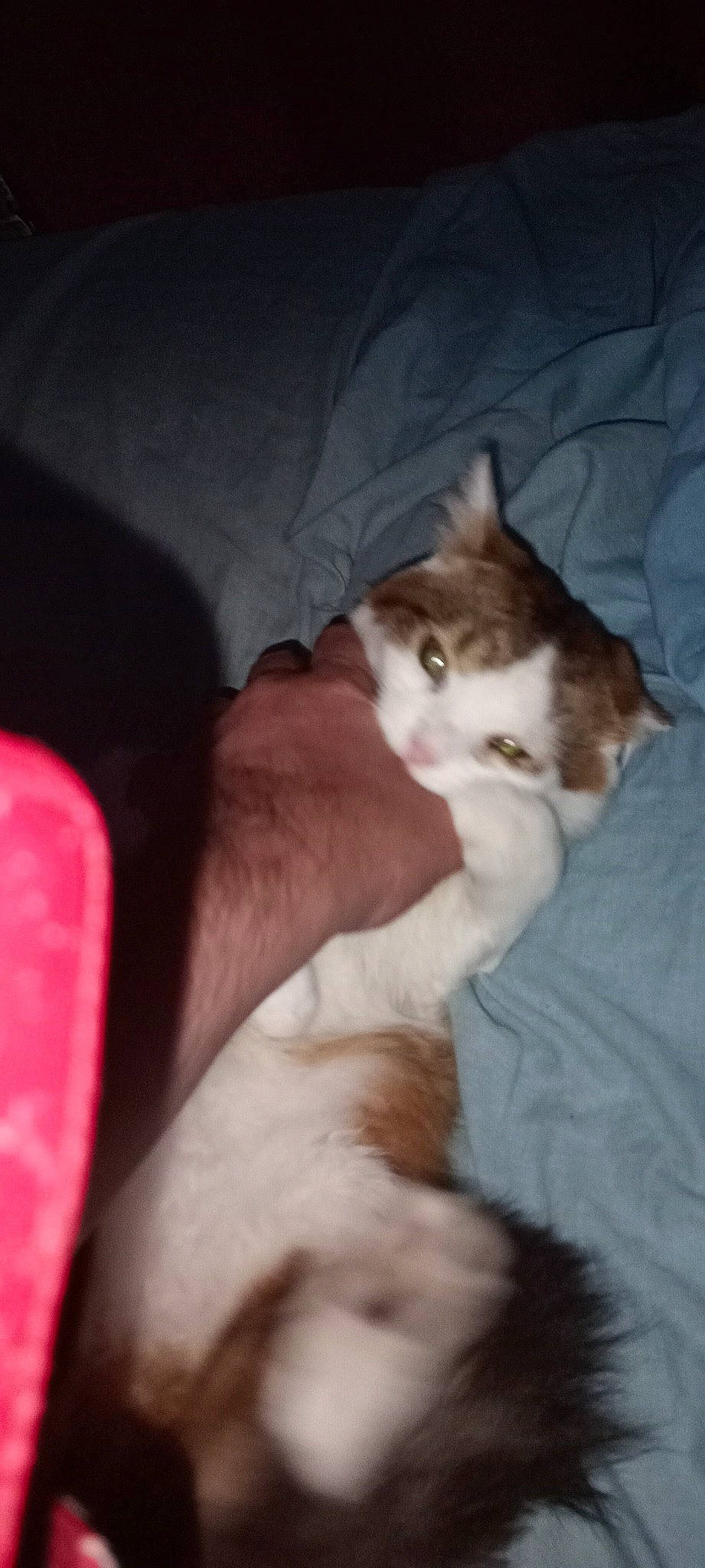 Yusuke participe au concours pour gagner de l'argent avec cette photo : canidae, carnivore, cat, claw, comfort, companion_dog, dog_breed, domestic_short_haired_cat, ear, felidae, foot, fur, gesture, human_leg, lap, paw, small_to_medium_sized_cats, tail, whiskers