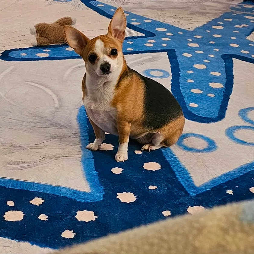 Francesca Marie is registered to the contest to win money with this photo: animal, black, brown, carpet, chihuahua, cute, dog, domestic, ears, floor, home, indoor, looking, pet, plush_toy, sitting, small_dog, starfish_pattern, toy, white