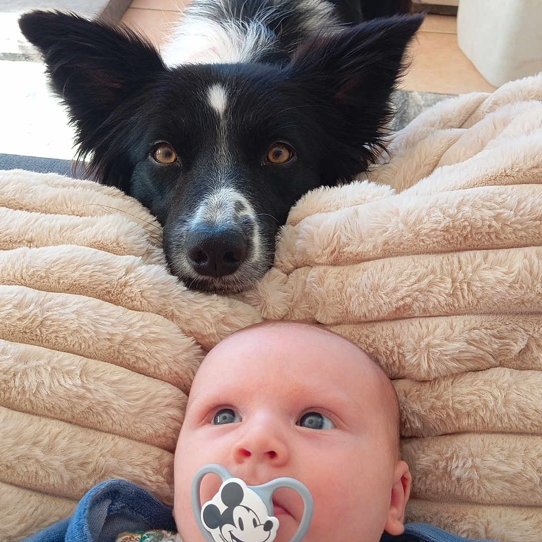 Nina a rejoint le concours — aidez-le/la à gagner de superbes lots ! baby, pacifier, mickey_mouse, dog, black_and_white, blanket, indoor, floor, curious, cute, infant, pet, animal, child, face, portrait, soft_texture, resting, looking_up, cozy