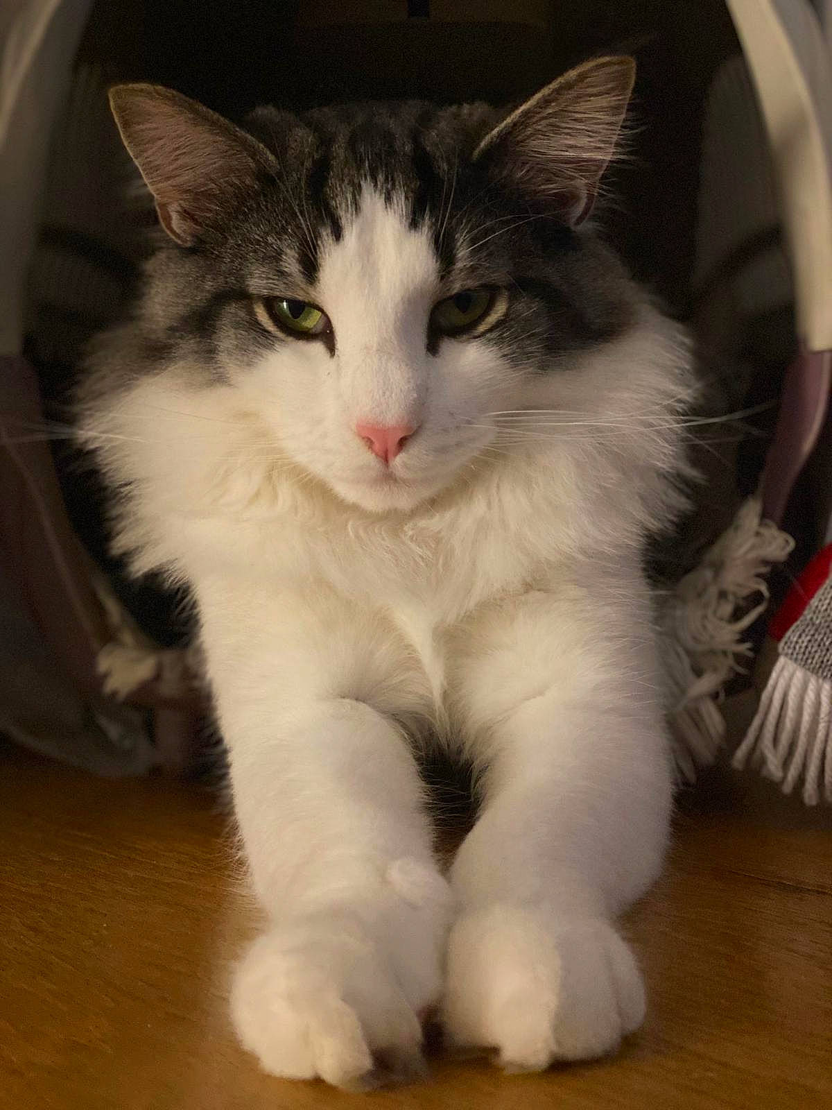 Eddy a rejoint le concours — aidez-le/la à gagner de superbes lots ! aegean_cat, american_curl, american_wirehair, british_semi_longhair, carnivore, cat, cymric, domestic_long_haired_cat, domestic_short_haired_cat, felidae, kitten, mammal, norwegian_forest_cat, polydactyl_cat, ragamuffin, small_to_medium_sized_cats, turkish_van, vertebrate, whiskers