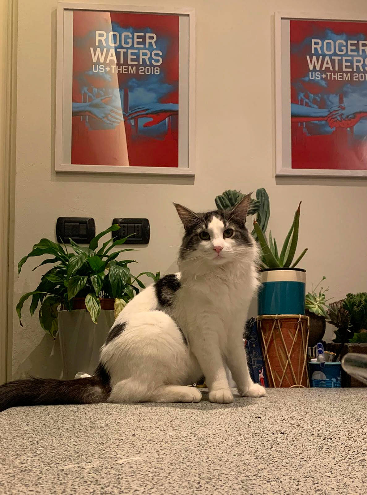 Eddy participe au concours pour gagner de l'argent avec cette photo : aegean_cat, carnivore, cat, domestic_short_haired_cat, european_shorthair, felidae, fur, japanese_bobtail, polydactyl_cat, ragdoll, small_to_medium_sized_cats, tail, turkish_angora, whiskers, window