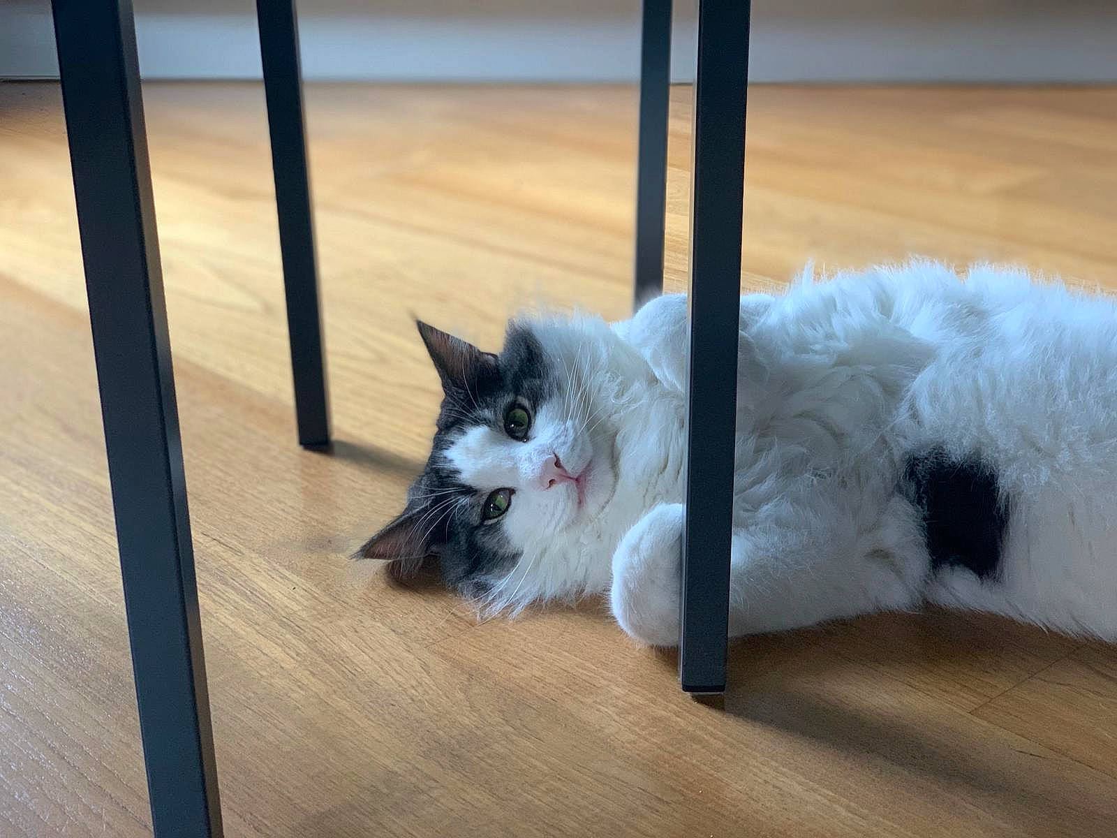 Eddy a rejoint le concours — aidez-le/la à gagner de superbes lots ! carnivore, cat, domestic_long_haired_cat, fawn, felidae, floor, flooring, fur, hardwood, kitten, laminate_flooring, mammal, ragamuffin, ragdoll, small_to_medium_sized_cats, tail, turkish_van, whiskers, wood_flooring