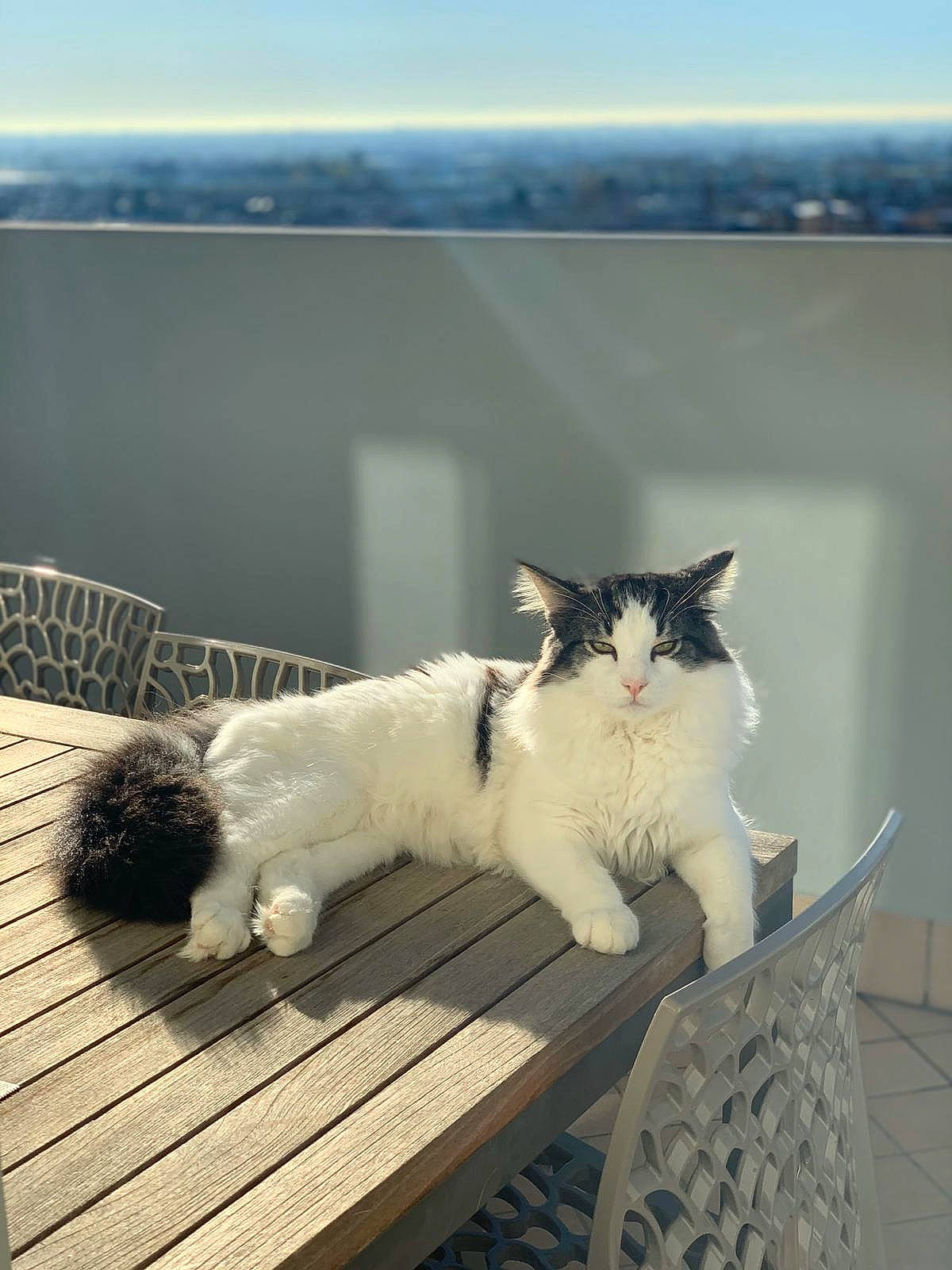 Eddy a rejoint le concours — aidez-le/la à gagner de superbes lots ! aegean_cat, british_semi_longhair, carnivore, cat, felidae, fur, kitten, polydactyl_cat, ragamuffin, ragdoll, sky, small_to_medium_sized_cats, turkish_van, whiskers, window