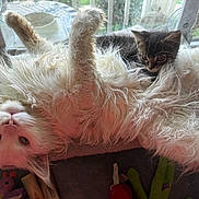Tipsy is registered to the contest to win money with this photo: cat, kitten, fluffy, white_cat, tabby_cat, window, sunlight, pets, cute, lying_down, indoor, relaxed, fur, animal, playful, toy, cozy, resting, domestic_cat, companions