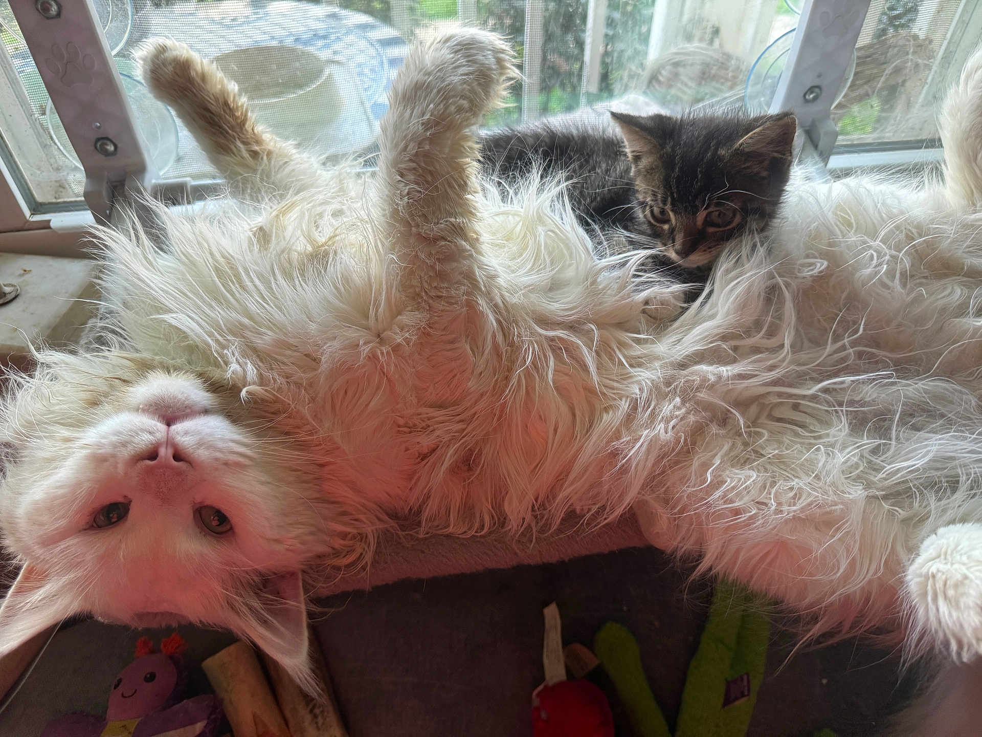 Tipsy is registered to the contest to win money with this photo: cat, kitten, fluffy, white_cat, tabby_cat, window, sunlight, pets, cute, lying_down, indoor, relaxed, fur, animal, playful, toy, cozy, resting, domestic_cat, companions