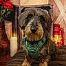 Albert participe au concours pour gagner de l'argent avec cette photo : bench, brown_eyes, candle, cute, dachshund, dog, fur, green_harness, indoor, lantern, paws, pet, portrait, red_heart, roses, snout, studio_shot, whiskers, wire_haired_dog, wooden_background