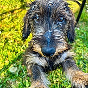 Albert participe au concours pour gagner de l'argent avec cette photo : animal, black_nose, close_up, curious, dandelion, daylight, dog, fur, grass, green, metal_bar, nature, outdoor, paws, pet, playful, puppy, scruffy, seed, young_dog
