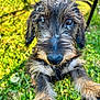 animal, black_nose, close_up, curious, dandelion, daylight, dog, fur, grass, green, metal_bar, nature, outdoor, paws, pet, playful, puppy, scruffy, seed, young_dog