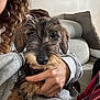 Albert a rejoint le concours — aidez-le/la à gagner de superbes lots ! black_nose, brown_fur, casual, closeup, comfort, couch, curly_hair, dog, face, fur, grey_hoodie, hand, home, indoor, paw, person, pet, plaid_pants, relaxation, seated