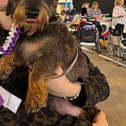Albert participe au concours pour gagner de l'argent avec cette photo : bracelet, chairs, closeup, coat, crowd, dog, holding, indoor_event, leash, paws, person, pet, portrait, ribbon, smile, stroller, tables, tongue_out, window, wirehaired_dachshund