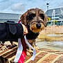 Albert participe au concours pour gagner de l'argent avec cette photo : animal, award, brick, building, canine, clouds, cute, dachshund, daytime, dog, fountain, fur, hand, leash, outdoor, pet, portrait, puppy, ribbon, sky