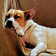 Jada joined the competition — help win amazing prizes! dog, resting, white_coat, brown_coat, relaxed, indoor, pet, canine, sleepy, fur, closeup, animal, comfort, couch, paw, ears, snout, portrait, domestic, cute