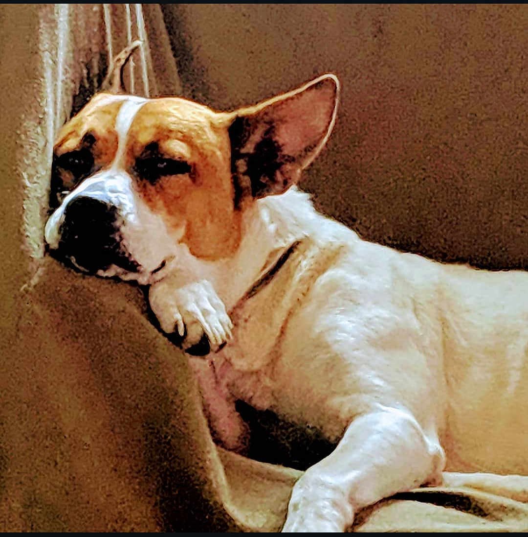 Jada joined the competition — help win amazing prizes! dog, resting, white_coat, brown_coat, relaxed, indoor, pet, canine, sleepy, fur, closeup, animal, comfort, couch, paw, ears, snout, portrait, domestic, cute