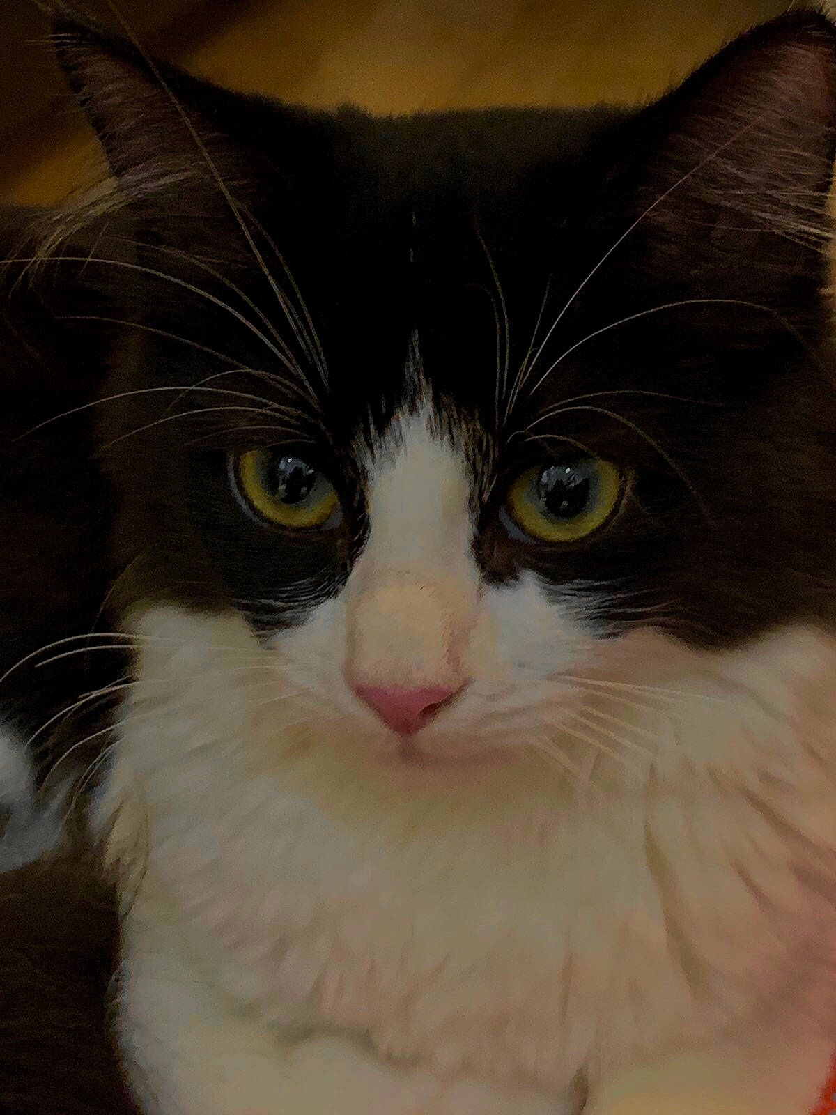 Bonnie participe au concours pour gagner de l'argent avec cette photo : carnivore, cat, domestic_short_haired_cat, eye, felidae, fur, head, iris, science, small_to_medium_sized_cats, snout, terrestrial_animal, whiskers