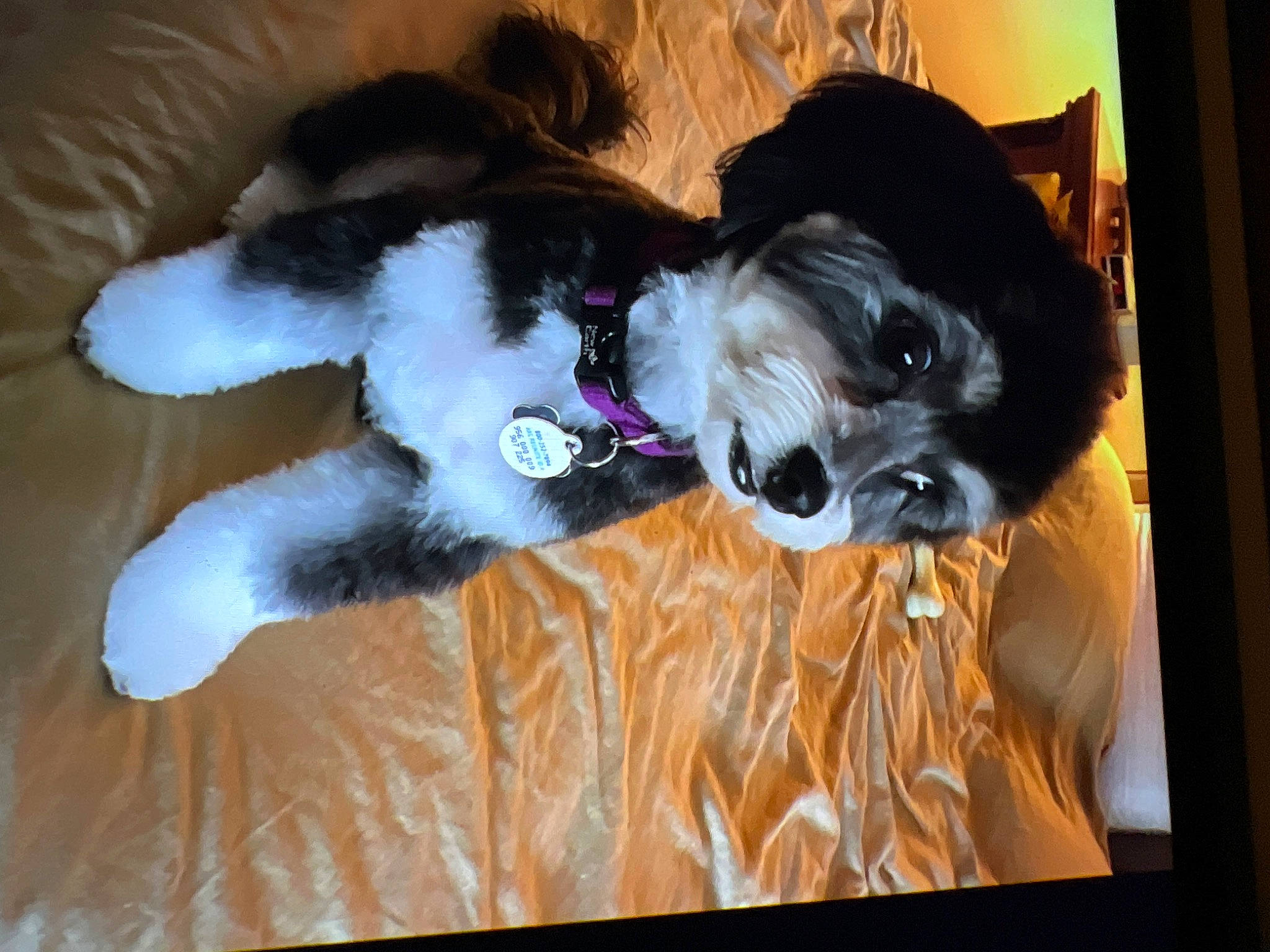 Kati joined the competition — help win amazing prizes! canidae, carnivore, collar, comfort, companion_dog, dog, dog_breed, dog_collar, dog_supply, fawn, fur, liver, pet_supply, schnauzer, snout, sporting_group, tail, terrier, toy_dog, working_animal