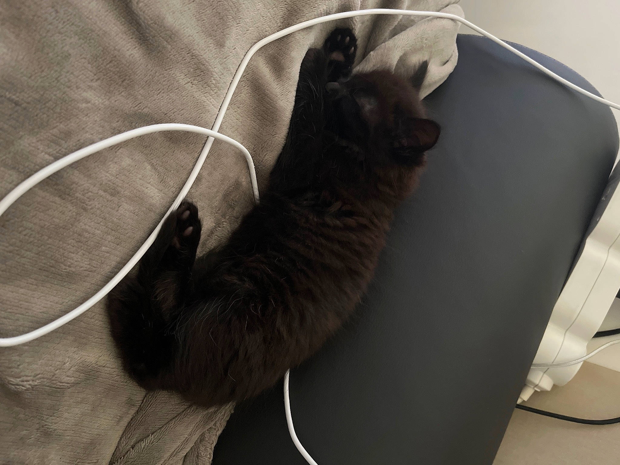 Arrow participe au concours pour gagner de l'argent avec cette photo : audio_equipment, bag, black_cat, carnivore, cat, chair, comfort, ear, felidae, fur, furniture, gadget, gesture, grey, linens, small_to_medium_sized_cats, snout, table, tail, whiskers