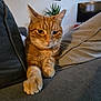 cat, orange_tabby, pet, feline, couch, living_room, indoor, relaxed, paws, fur, whiskers, plant, television, home_decor, portrait, animal, cozy, resting, domestic_cat, furniture
