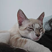 Bounty a rejoint le concours — aidez-le/la à gagner de superbes lots ! cat, sleeping, close_up, feline, fur, whiskers, ears, paw, relaxed, domestic_animal, pet, cute, resting, indoor, animal, mammal, soft, peaceful, nap, young_cat