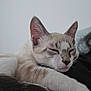 cat, sleeping, close_up, feline, fur, whiskers, ears, paw, relaxed, domestic_animal, pet, cute, resting, indoor, animal, mammal, soft, peaceful, nap, young_cat