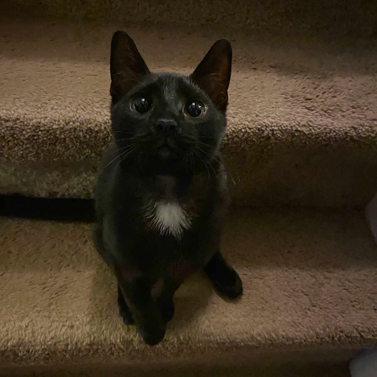 Binx