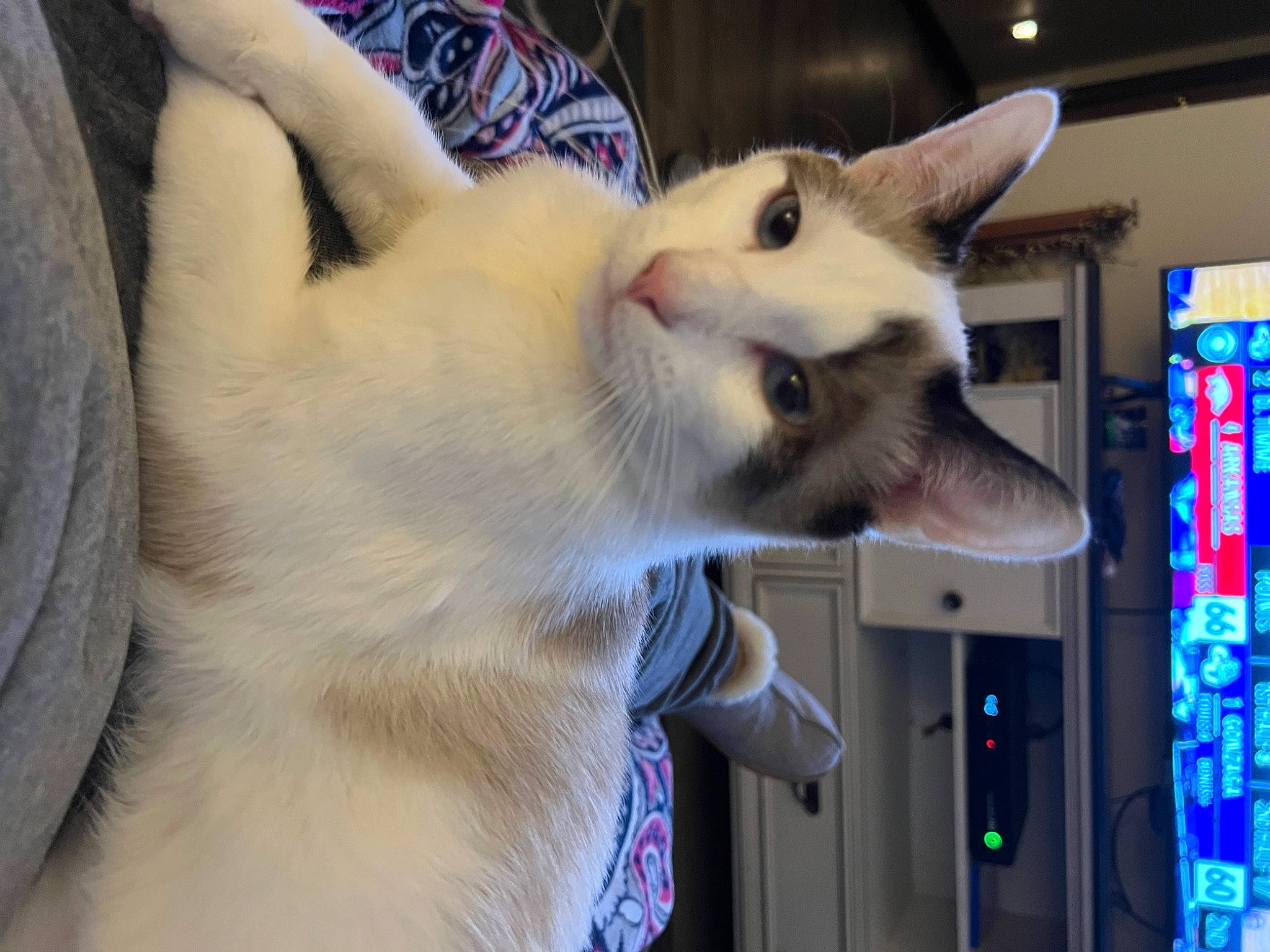 Dutton is registered to the contest to win money with this photo: canidae, carnivore, cat, claw, collar, domestic_short_haired_cat, fang, fawn, felidae, fur, gesture, jaw, machine, paw, small_to_medium_sized_cats, snout, tail, thai, whiskers, wildlife