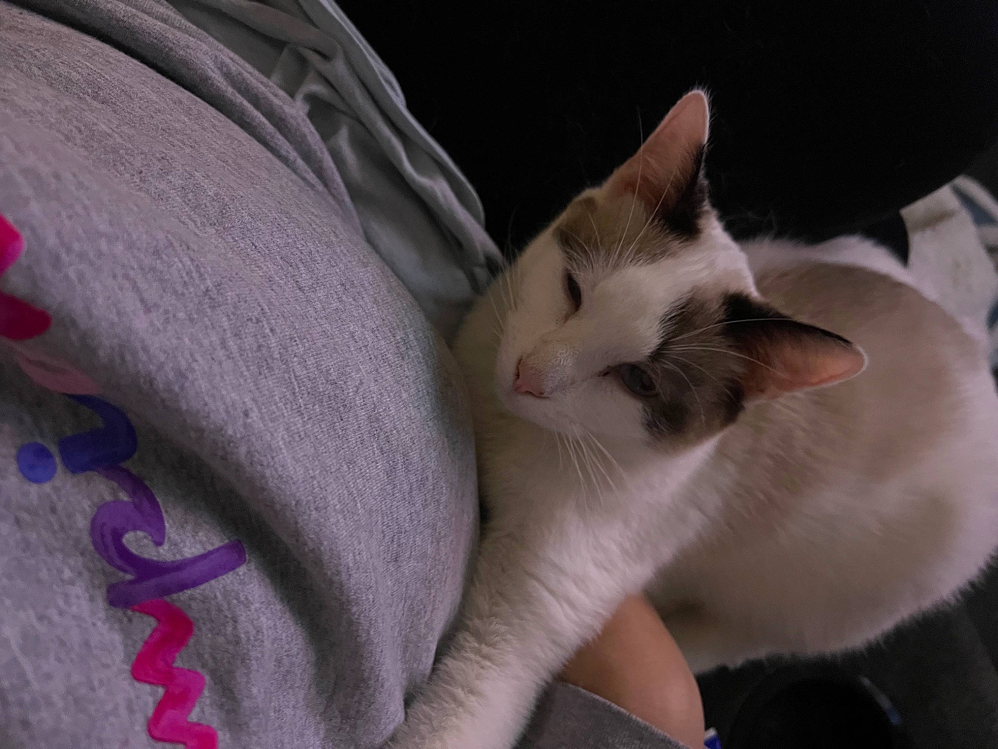 Dutton is registered to the contest to win money with this photo: carnivore, cat, claw, comfort, domestic_short_haired_cat, eyelash, fawn, felidae, fur, gesture, linens, magenta, nail, pattern, paw, small_to_medium_sized_cats, tail, whiskers, wool, woven_fabric