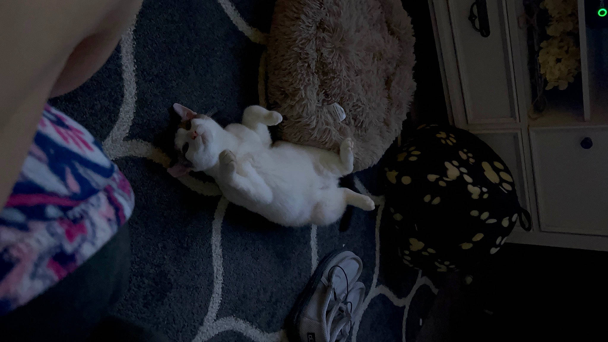 Dutton joined the competition — help win amazing prizes! canidae, comfort, companion_dog, dog, dog_breed, fawn, felidae, flooring, fur, linens, non_sporting_group, paw, room, small_to_medium_sized_cats, tail, toy, toy_dog, wall_plate, wood, working_animal