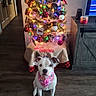 dog, christmas_tree, holiday, decorations, lights, ornaments, bandana, floor, wood_floor, indoor, furniture, candle, cabinet, pet, festive, celebration, seasonal, home, holiday_decor, cute