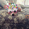 Moley Mae is registered to the contest to win money with this photo: dog, bed, floral_bedspread, birthday, glasses, virtual_hat, animated_fireworks, text_overlay, indoor, relaxed, pet, celebration, decor, window_blinds, resting, cute, animal, white_dog, digital_effects, fun