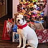 dog, white_dog, black_patch, red_collar, christmas_tree, christmas_lights, gifts, wrapped_presents, holiday, festive, indoors, wooden_floor, decorations, holiday_bags, pet, sitting, cute, animal, celebration, warm_lighting