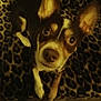 Raskal joined the competition — help win amazing prizes! dog, small_dog, ears, leopard_print, blanket, pet, animal, looking_up, brown_and_white, indoor, cozy, fur, cute, face, canine, lying_down, domestic_animal, companion, alert, friendly